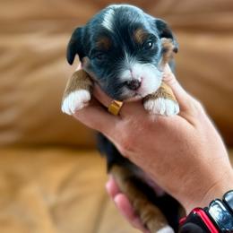 Glory - Tri-color female Bernedoodle puppy in Murray, Utah from Sun Valley Doodles