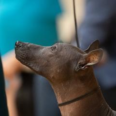 Peruvian Inca Orchid All Grown Up from Calypso Kennel