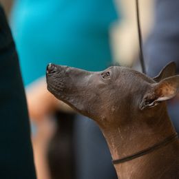 Peruvian Inca Orchid All Grown Up from Calypso Kennel