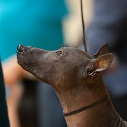 Peruvian Inca Orchid All Grown Up from Calypso Kennel