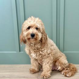 Indie - Goldendoodle