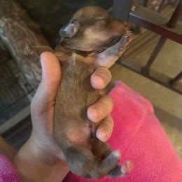 Oliver - Cream male Dachshund puppy in Nashville, Georgia from Riverside Dachshund