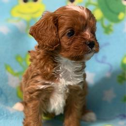 Oscar - Ruby male Cavalier King Charles Spaniel puppy in Poyen, Arkansas from Joels Angels Cavaliers