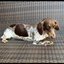 Daisy - Dachshund
