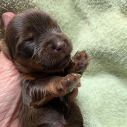 Tiger Lily - Chocolate and tan female Yorkshire Terrier puppy in Gatesville, Texas from KontryKritterz Yorkies