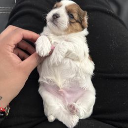 Shih Tzu Puppies from Lovely Shih Tzu's