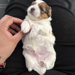 Shih Tzu Puppies from Lovely Shih Tzu's