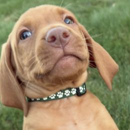 Vizsla puppies from Shepherd Family Vizslas