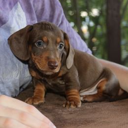 Puppy B AKC Purebred DNA Tested Parents - Chocolate and tan male Dachshund puppy in Haines City, Florida from Divine Poodle Paradise Standard Poodles & Divine Dachshunds
