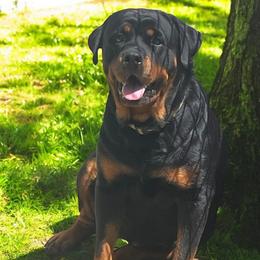 Zara - Rottweiler