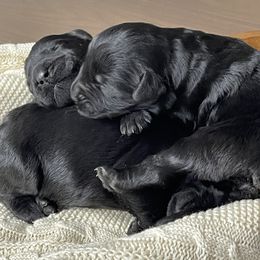 Giant Schnauzer Puppies from Schnauzer Ranch
