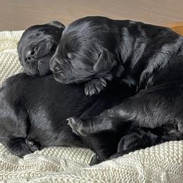 Giant Schnauzer Puppies from Schnauzer Ranch