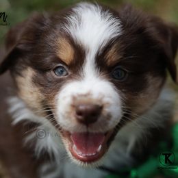 Australian Shepherd, Miniature American Shepherd, Miniature Australian Shepherd, and Toy Australian Shepherd Puppies from TK Standard, Mini, & Toy Aussies