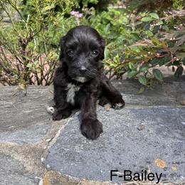 Bailey - Black and white female Cavapoo puppy in Strasburg, Pennsylvania from Still Water Puppies