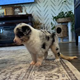 Boy 2 - male Australian Shepherd puppy in Ludowici, Georgia from Raven Creek Farms