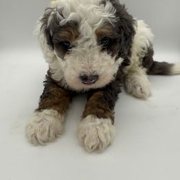 Oliver Yellow Collar - Blue merle male Bernedoodle puppy in Camden, North Carolina from Luv My Doodle