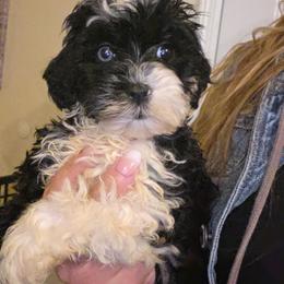 Girl 2 - Black and white female Schnoodle puppy in Galena, Illinois from Perry's doodles