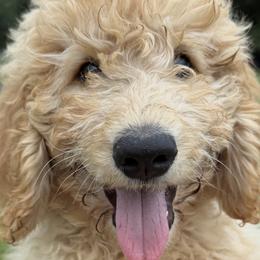 Stewy - Apricot male Goldendoodle puppy in Sarasota, Florida from Doodle Lovin