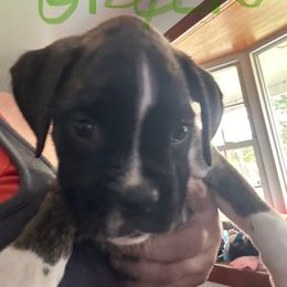 Green collar - Brindle male Boxer puppy in Charleroi, Pennsylvania from KC’s Boxers