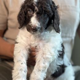 Chuckie - Parti male Poodle puppy in Spring Hills, Florida from The Olympus Standard Poodle