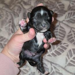 KB Black Male - Parti male Yorkshire Terrier puppy in Lakeland, Florida from You Me & The Yorkies