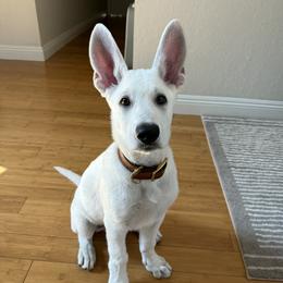 Boy 3 - White male German Shepherd puppy in Tonopah, Nevada from Mercy's White Shepherds