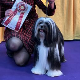 Stella - Tibetan Terrier