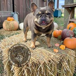 Leia - French Bulldog