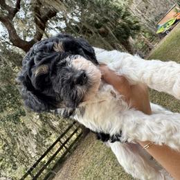 Jack Sparrow - Black male Goldendoodle puppy in Ocala, Florida from The Treasured Puppies Department