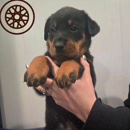 Brown - Black and rust female Beauceron puppy in Batavia, New York from Oakland Beaucerons