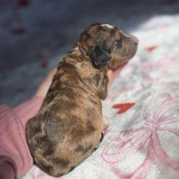 Glenn - Merle male Goldendoodle puppy in Jacksonville, Florida from Dandelion Doodles