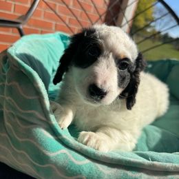 Enid - Tri-color female Bernedoodle puppy in Forsyth, Illinois from Birdies Mini Bernedoodles