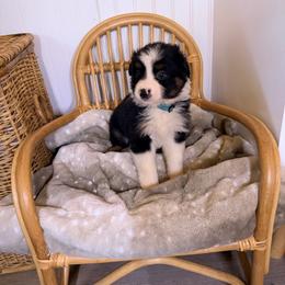 Light blue collar - Black tri-color male Australian Shepherd puppy in Grand Saline, Texas from Murphy Ranch Australian Shepherds