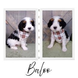 Bernard - Black and white male Bernedoodle puppy in Bowling Green, Ohio from Windy Creek Doodles