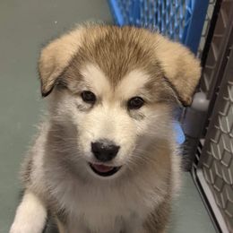 Alaskan Malamute Puppies from Edgend Alaskan Malamutes