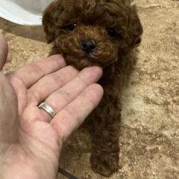 Poodle Puppies from Mountain Valley Poodles