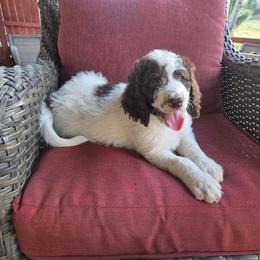 Domino -brown collar - Brown and white male Bernedoodle puppy in Aurora, Colorado from Simply Amazing Doodles