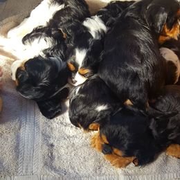 Cavalier King Charles Spaniel Puppies from Phoenix Rose Cavalier King Charles