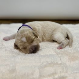 Star - Cream female Goldendoodle puppy in Kenansville, North Carolina from J+A Family Doodles