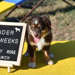Cynder - Red tri Miniature Australian Shepherd puppy in Springtown, Texas from Rusty Rose Ranch Mini Aussies and Mini American Shepherds