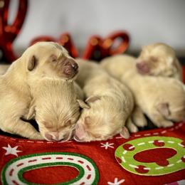 Boy 4 - Golden male Golden Retriever puppy in Mc Arthur, California from California Golden Love