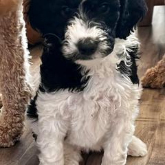 Saint Berdoodles from Paramount Doodles