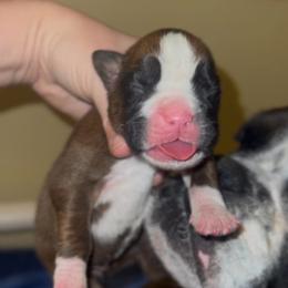 Rorschach's Pretty Boy - Fawn male Boxer puppy in Seward, Nebraska from Rorschach Boxers