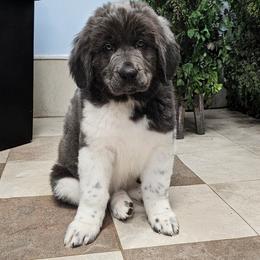 Cindy Lou - White and gray female Newfoundland puppy in Ohio from Vermillion Newfoundlands