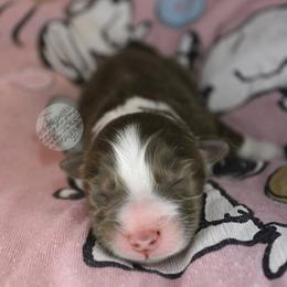 Peppermint Patty - Red tri-color female Australian Shepherd puppy in Yoder, Colorado from Tréad Tines Aussies