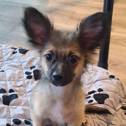 Gizmo - Chocolate sabled fawn male Chihuahua puppy in Mesa, Arizona from Sun Valley Chihuahuas & Malinois