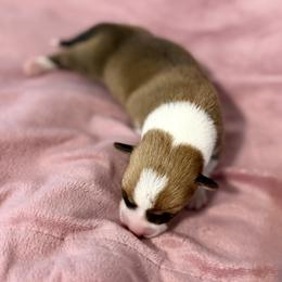Echo - Red female Pembroke Welsh Corgi puppy in Magnolia, Texas from Wiggle Ranch Corgis