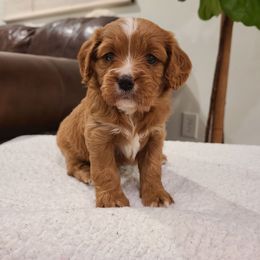 Lily - Red Cavapoo puppy in Atmore, Alabama from Gulf Coast Puppies