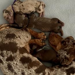 Dachshunds from Neu Doxies
