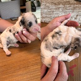 Girl 2 - Red merle female Aussiedoodle puppy in Florida from Doodles & Danes